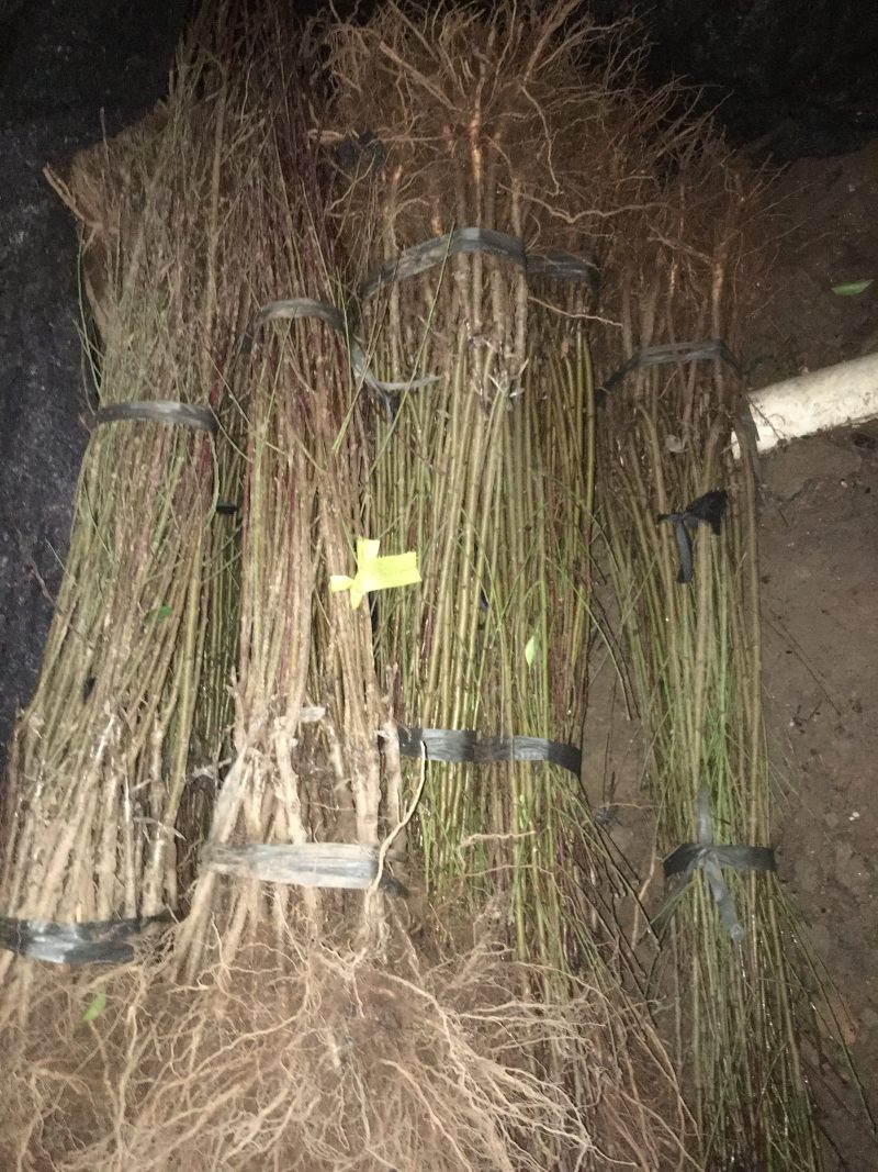 带土盆栽金花茶苗高30-50公分观赏茶花花可以泡茶