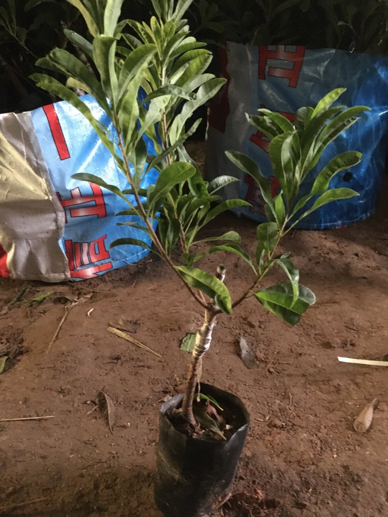 带土盆栽金花茶苗高30-50公分观赏茶花花可以泡茶
