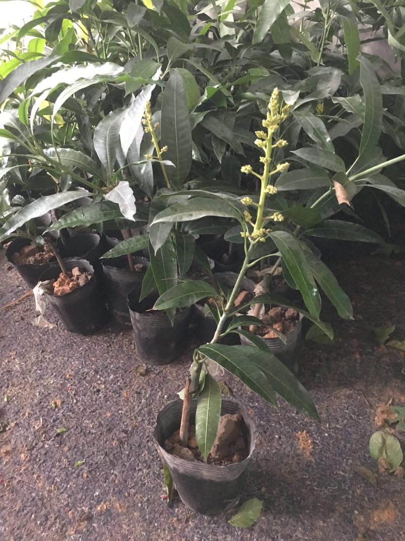 带土盆栽金花茶苗高30-50公分观赏茶花花可以泡茶