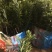 带土盆栽金花茶苗高30-50公分观赏茶花花可以泡茶
