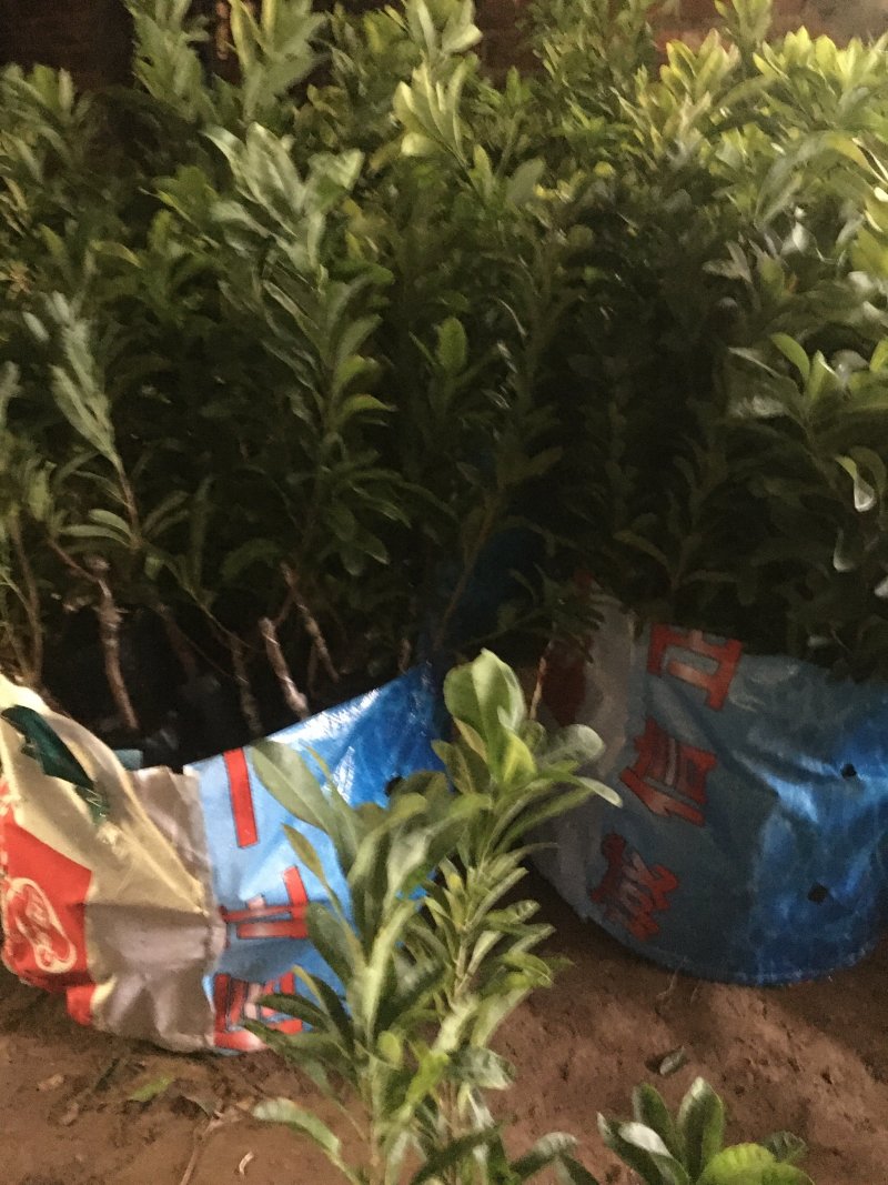 带土盆栽金花茶苗高30-50公分观赏茶花花可以泡茶