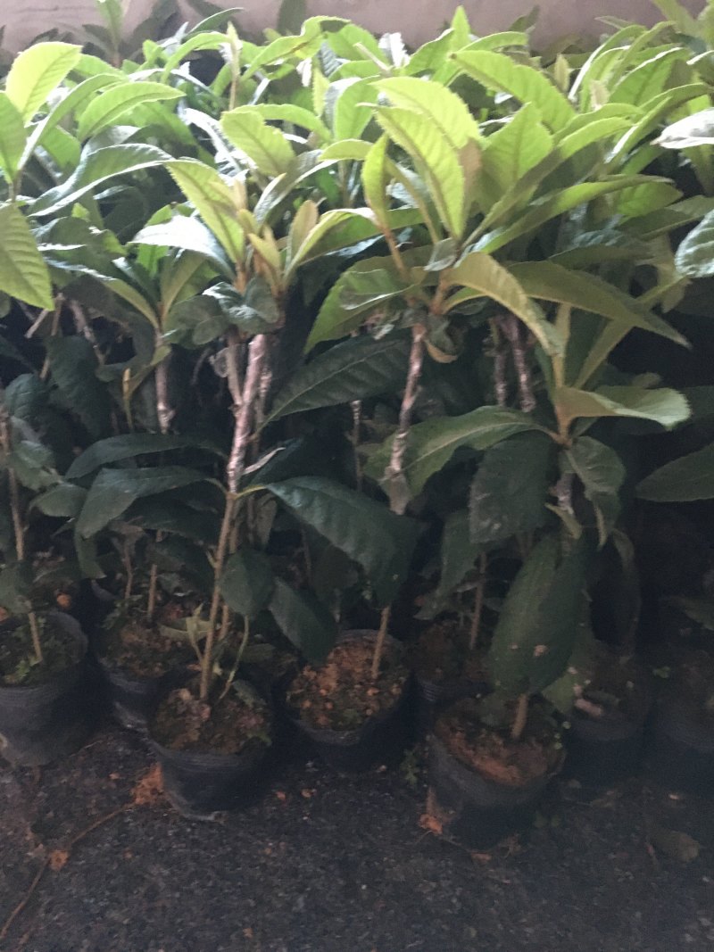 带土盆栽金花茶苗高30-50公分观赏茶花花可以泡茶
