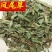 凤尾草颜色好过筛货货干量大从优供应各种中药材