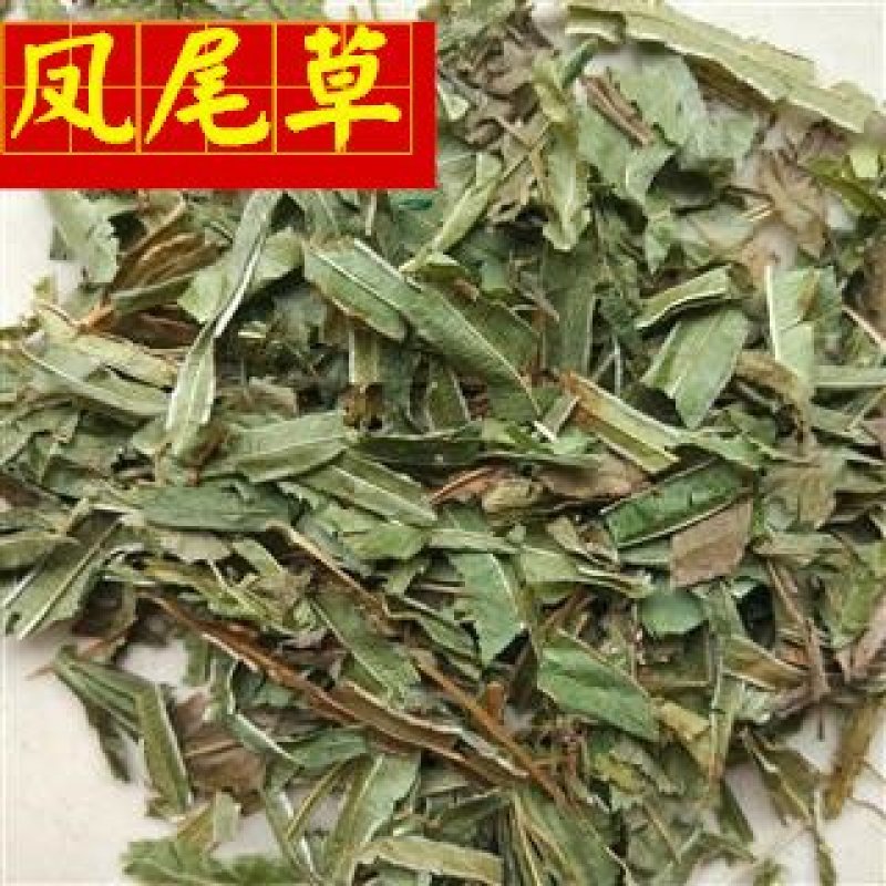 凤尾草颜色好过筛货货干量大从优供应各种中药材