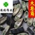 大皂角大皂角片大皂角个实物图供应各种中药材