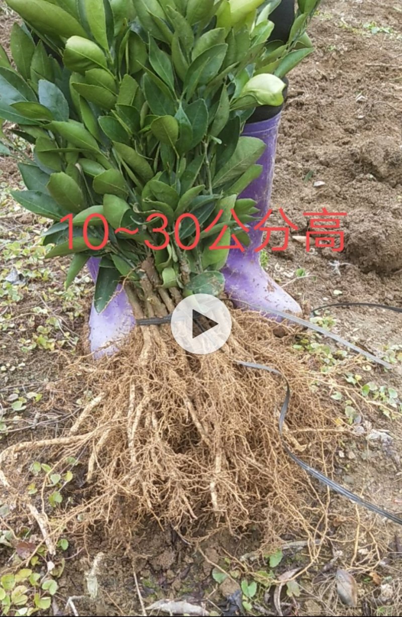 特早柑苗特早蜜桔苗大分4号大分四号20株起售