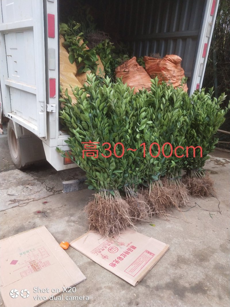 特早柑苗特早蜜桔苗大分4号大分四号20株起售