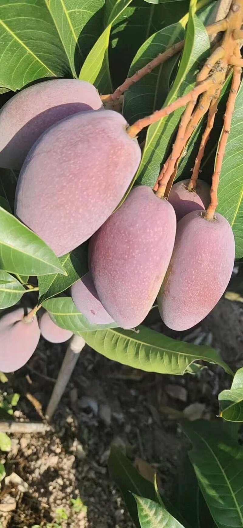 海南贵妃芒！实力场地直供