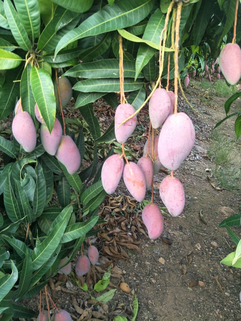 海南贵妃芒！实力场地直供