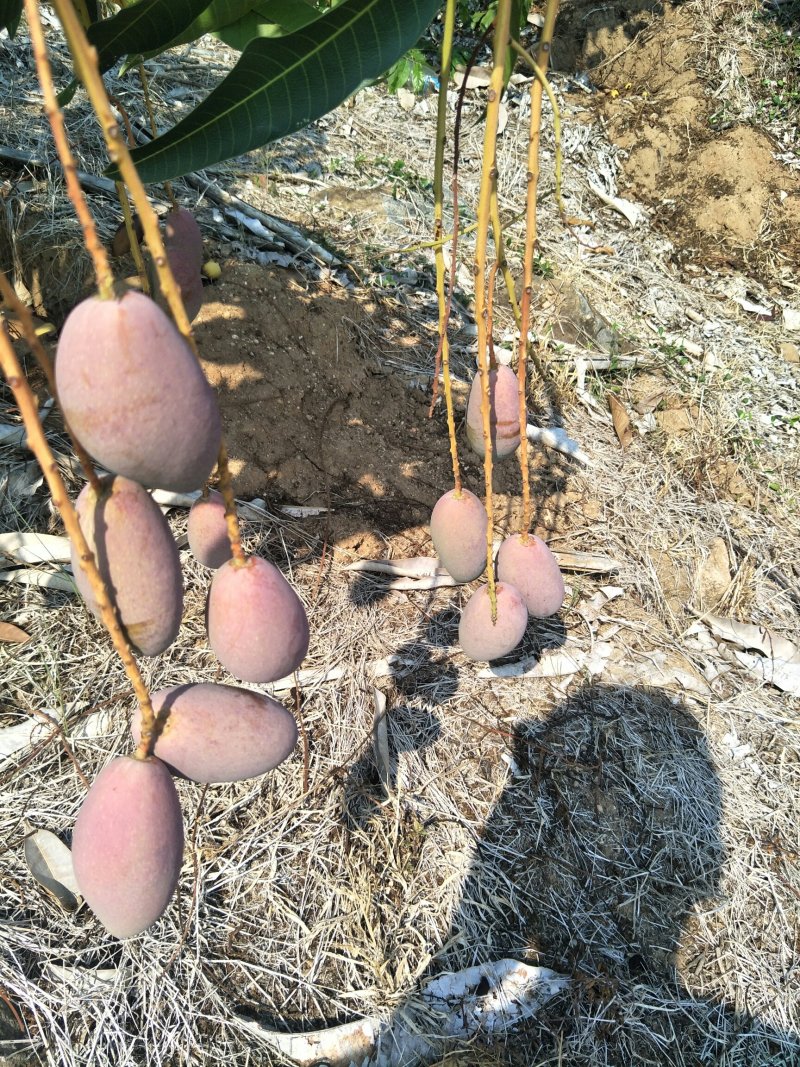 海南贵妃芒！实力场地直供