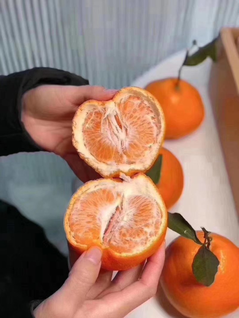 耙耙柑，高次，爱媛高次
