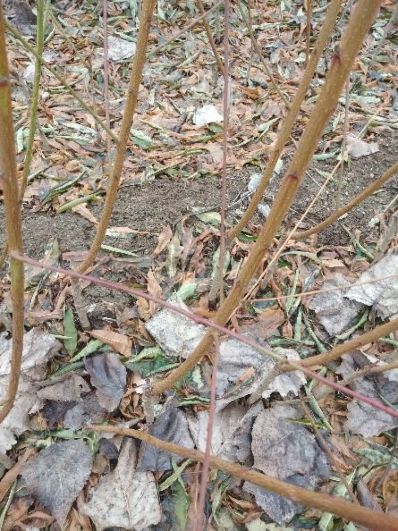 桃树苗映霜红晚熟品种：甜度脆甜汁多营养丰富丶