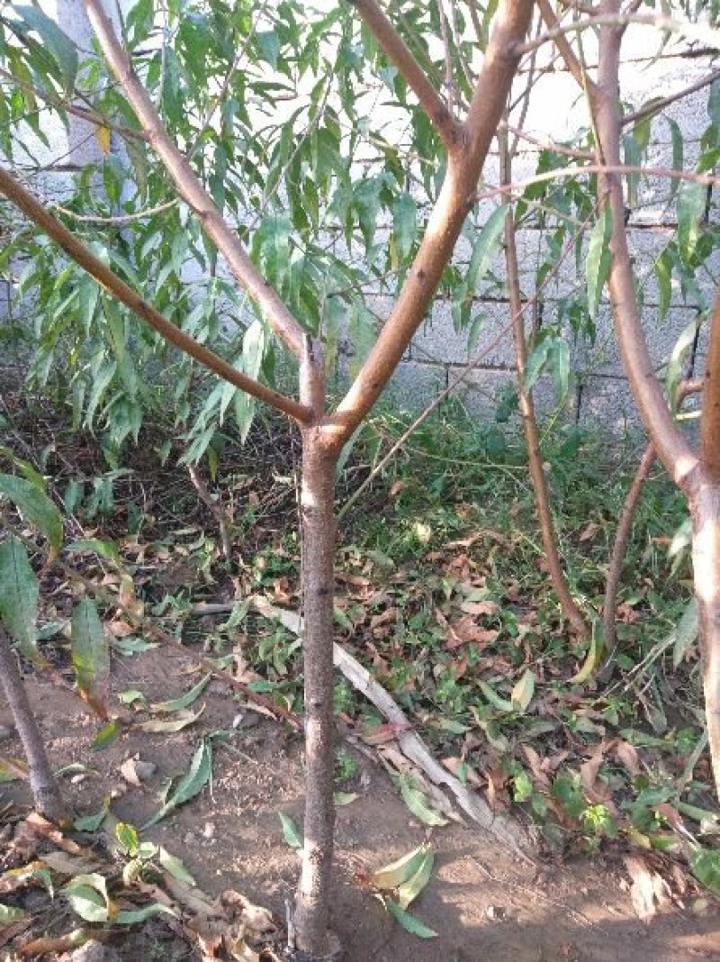 桃树苗映霜红晚熟品种：甜度脆甜汁多营养丰富丶