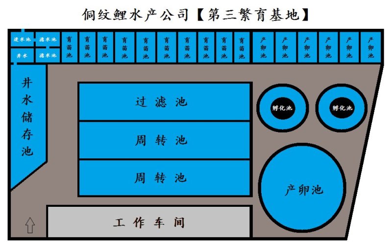 草鱼苗【侗纹鲤水产公司】草鱼苗自己繁殖自己养殖