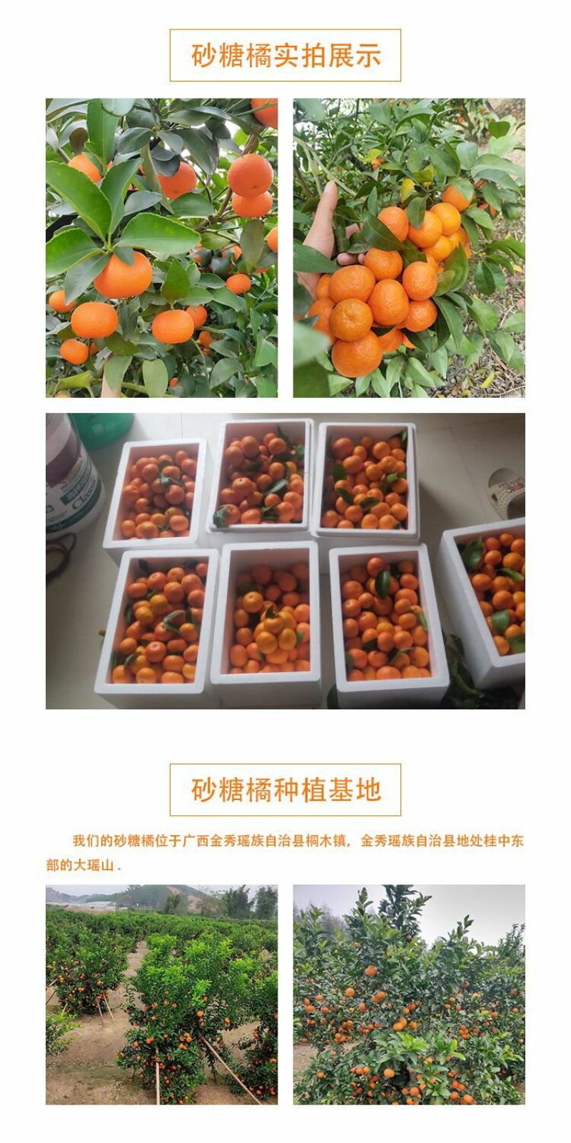 广西正宗砂糖橘9.5斤一件