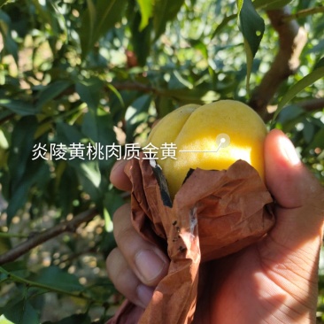 炎陵黄桃大型果园直供现摘现发，顺丰包邮大量发货