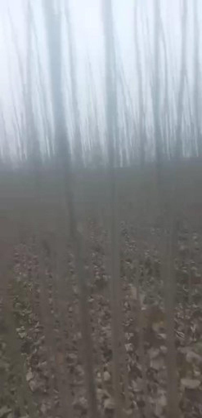 107速生杨，无病无灾，成活率高，带土球耐运输。