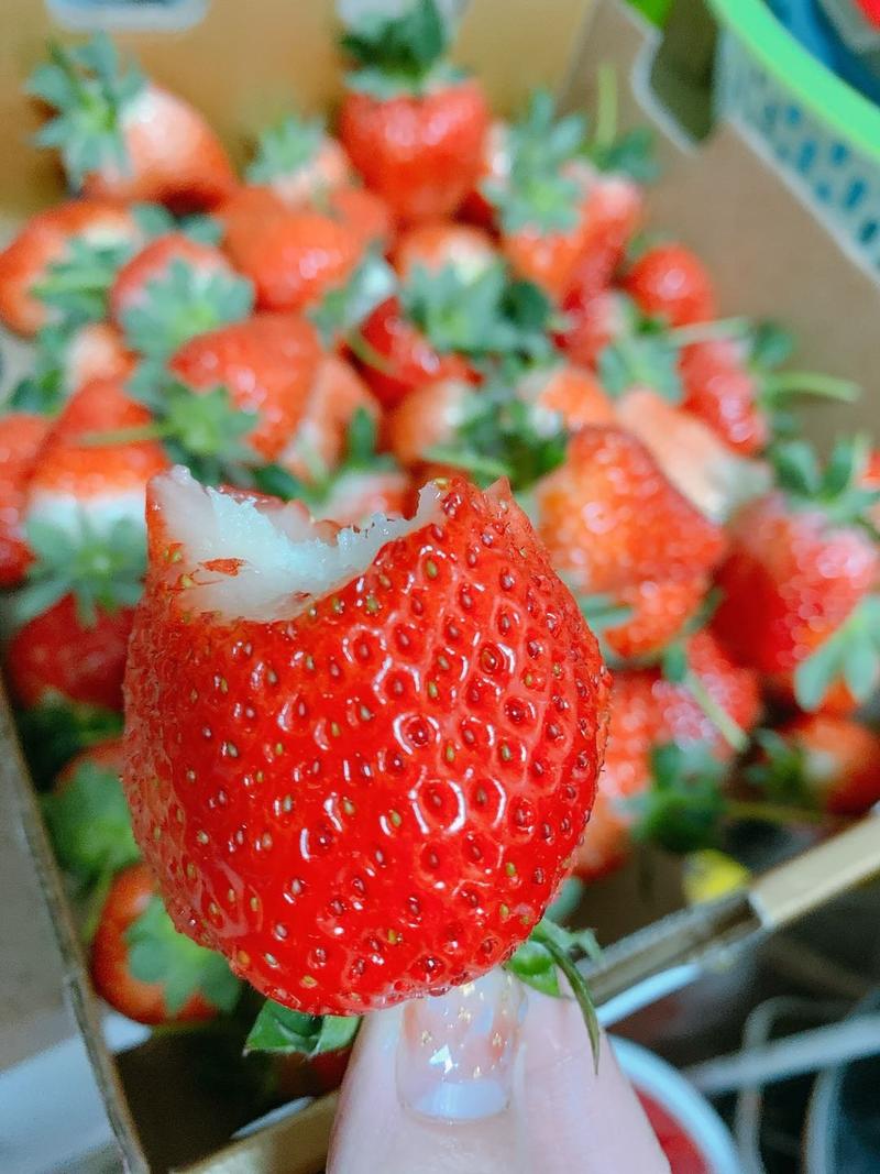 口感好的香野草莓