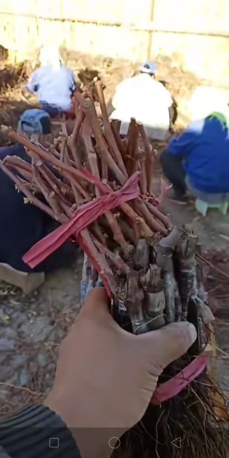 葡萄苗优质品种，成活率高，高产抗病