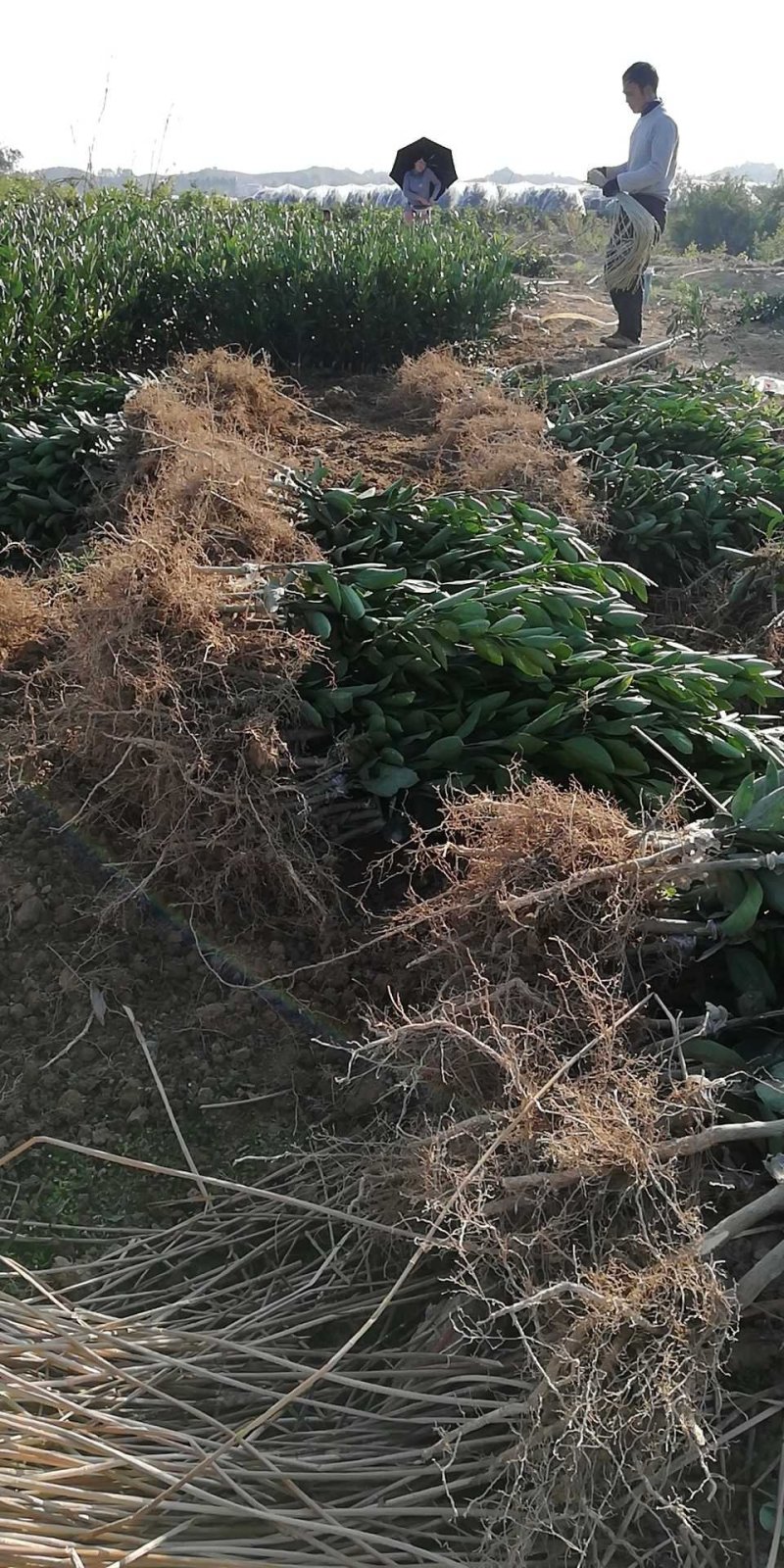 特早柑苗日南一号早熟易管高产百株包邮免费技术支