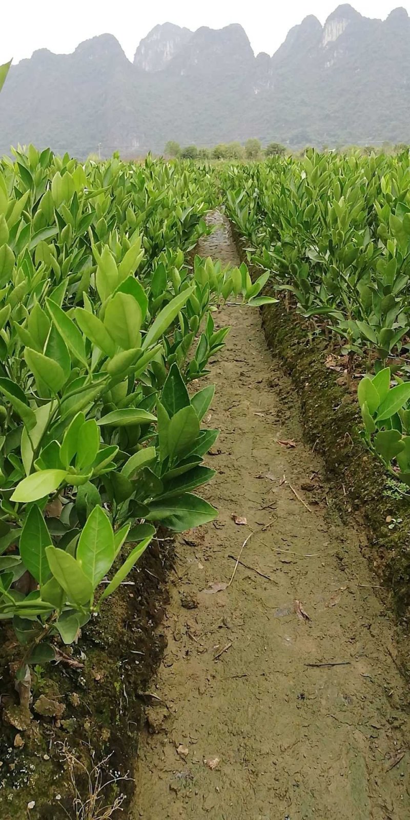 特早柑苗日南一号早熟易管高产百株包邮免费技术支
