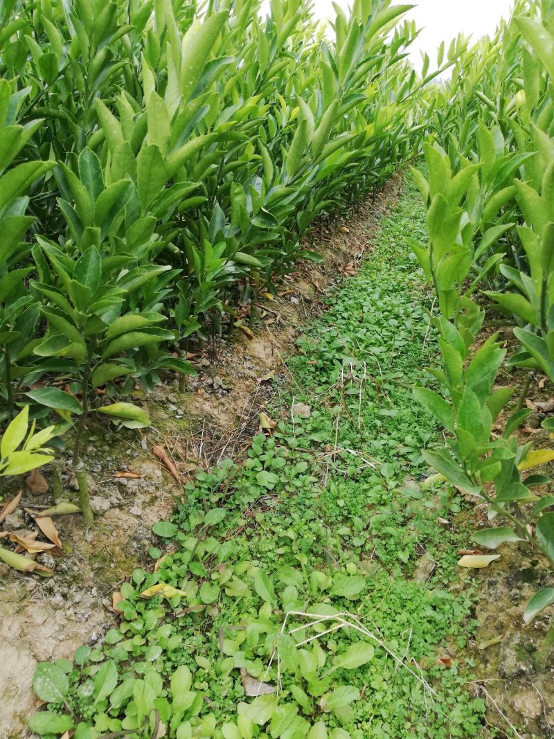 特早柑苗日南一号早熟易管高产百株包邮免费技术支
