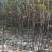 吉林省长春地区123苹果树苗，产地直发，保质保量