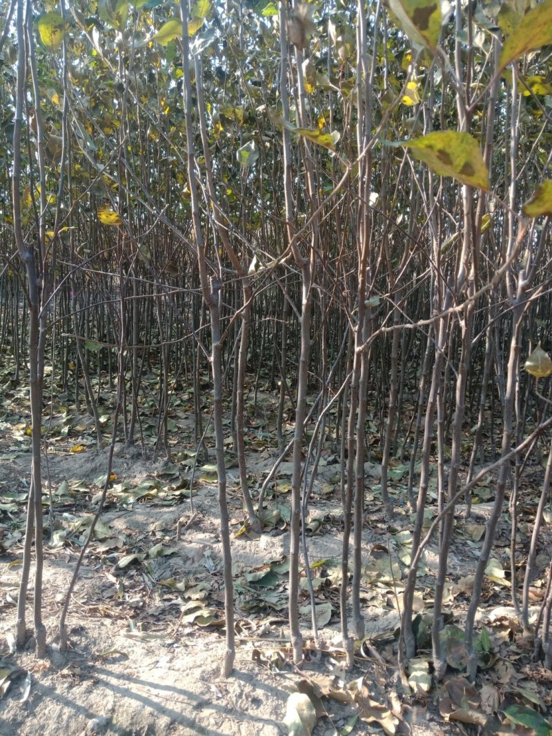 吉林省长春地区123苹果树苗，产地直发，保质保量