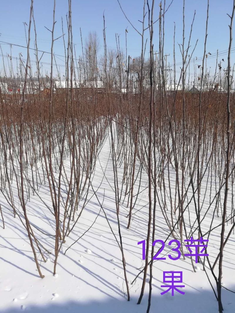 吉林省长春地区123苹果树苗，产地直发，保质保量