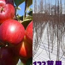 吉林省长春地区123苹果树苗，产地直发，保质保量