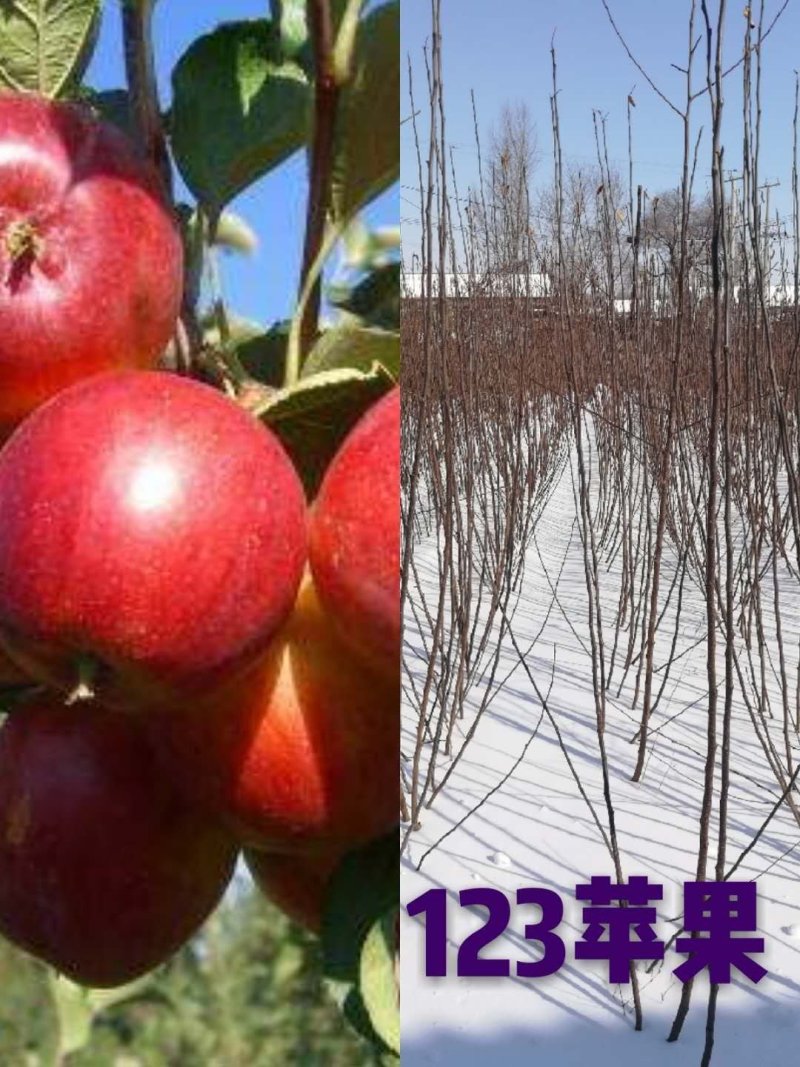 吉林省长春地区123苹果树苗，产地直发，保质保量