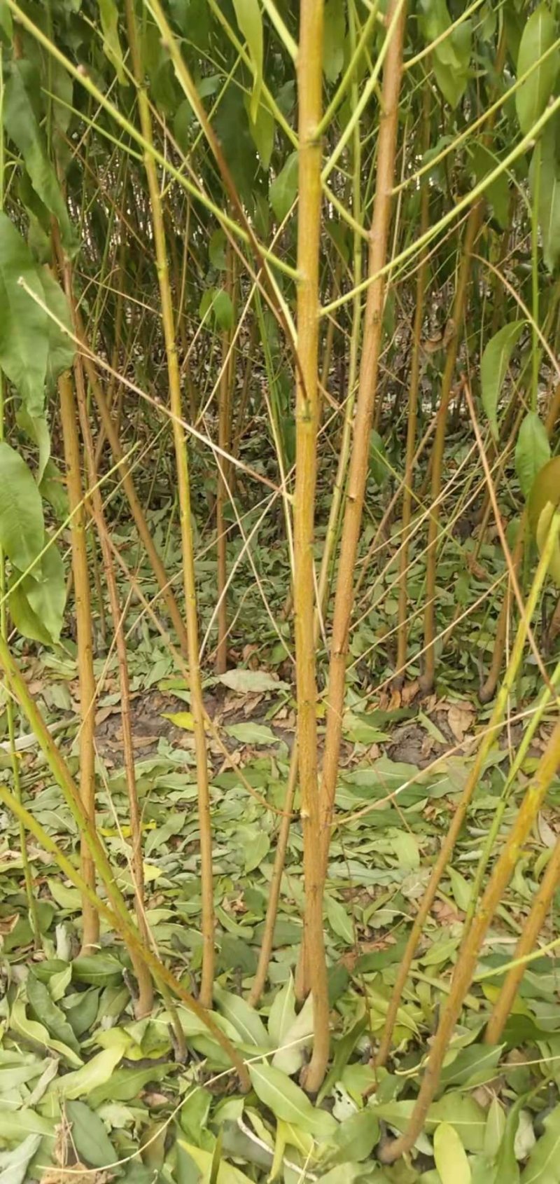 长春地区精品锦绣黄桃树苗，产地直发，保质保量