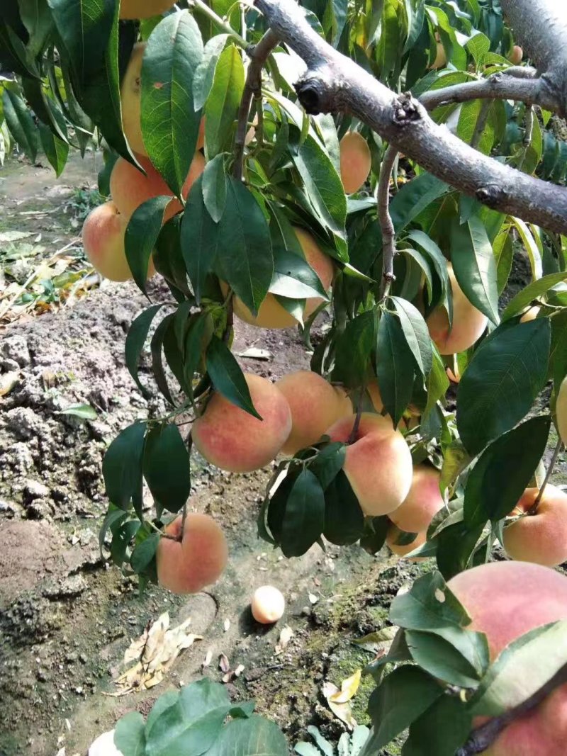 长春地区精品锦绣黄桃树苗，产地直发，保质保量