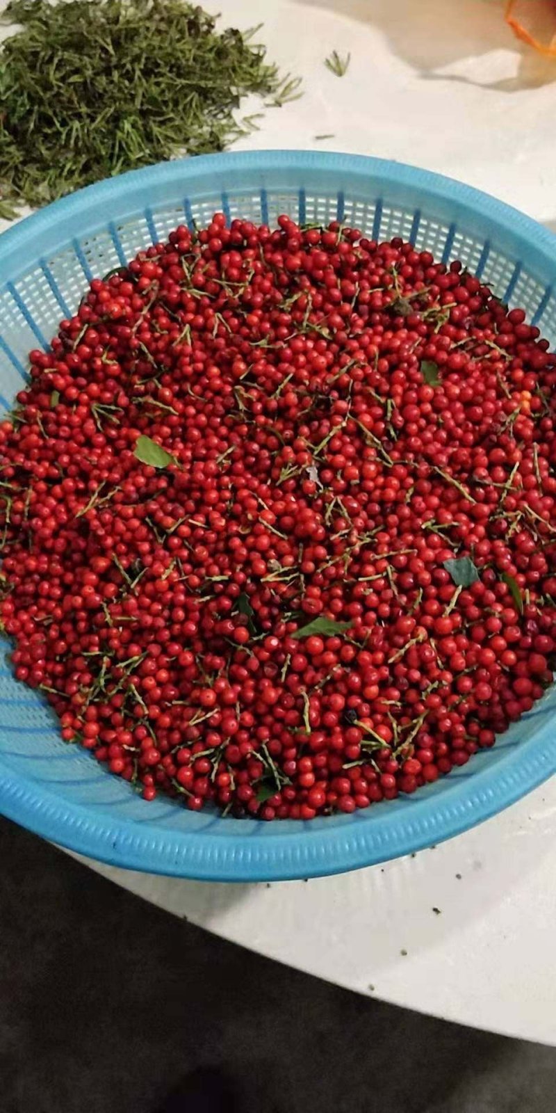 草珊瑚种子及小苗大量供货