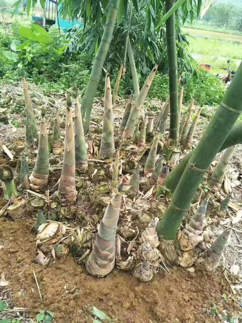 广东省英德市麻竹苗台湾麻竹苗易种植易成活高产量