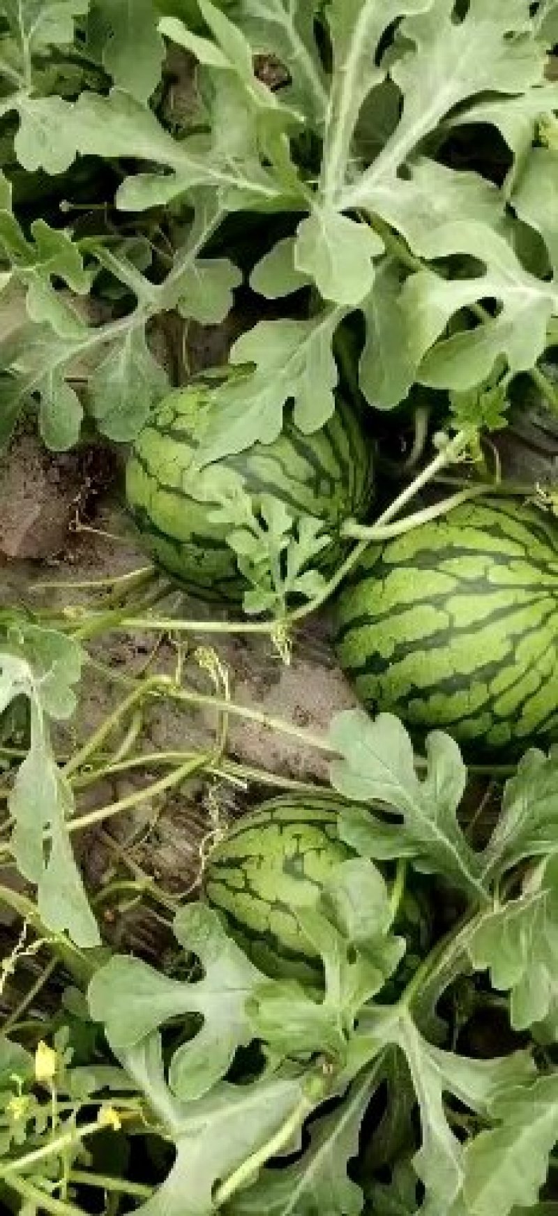 特小凤西瓜3斤打底9成熟1茬接受定货