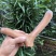 【精品】正宗梅花鹿鹿茸厂地发货一手货源量大从优