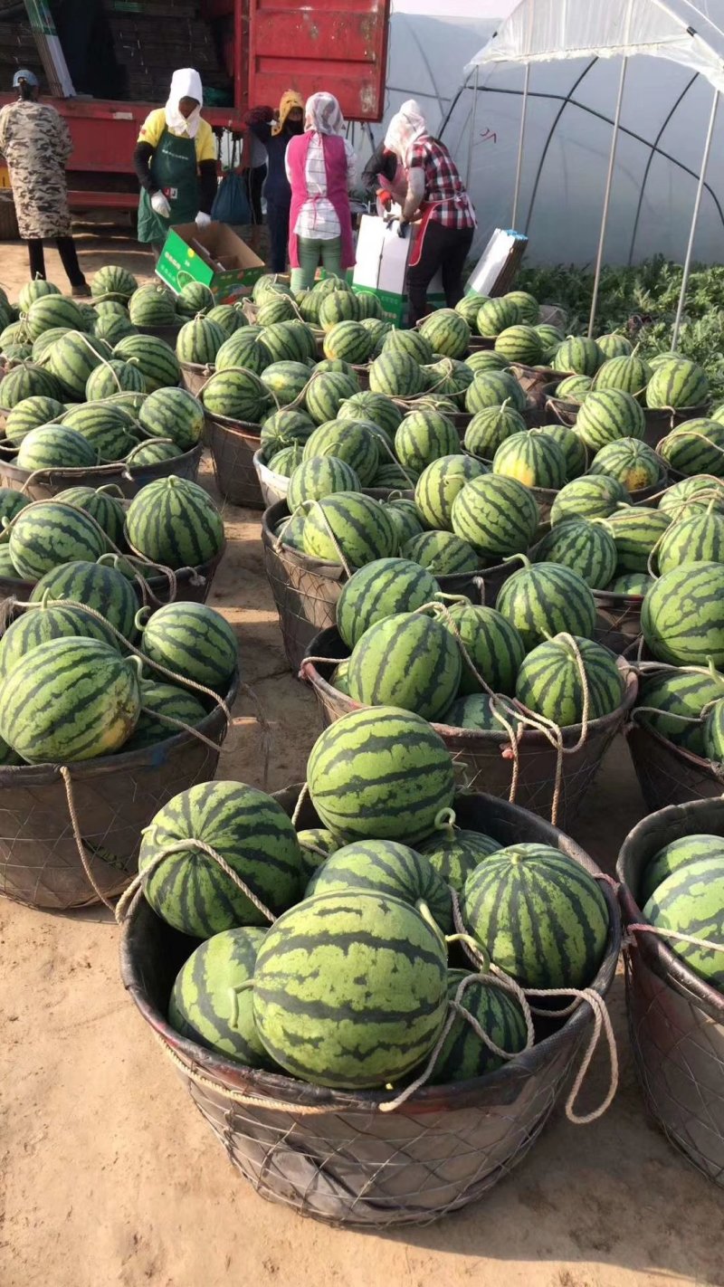 东台无子4月底上市欢迎选购