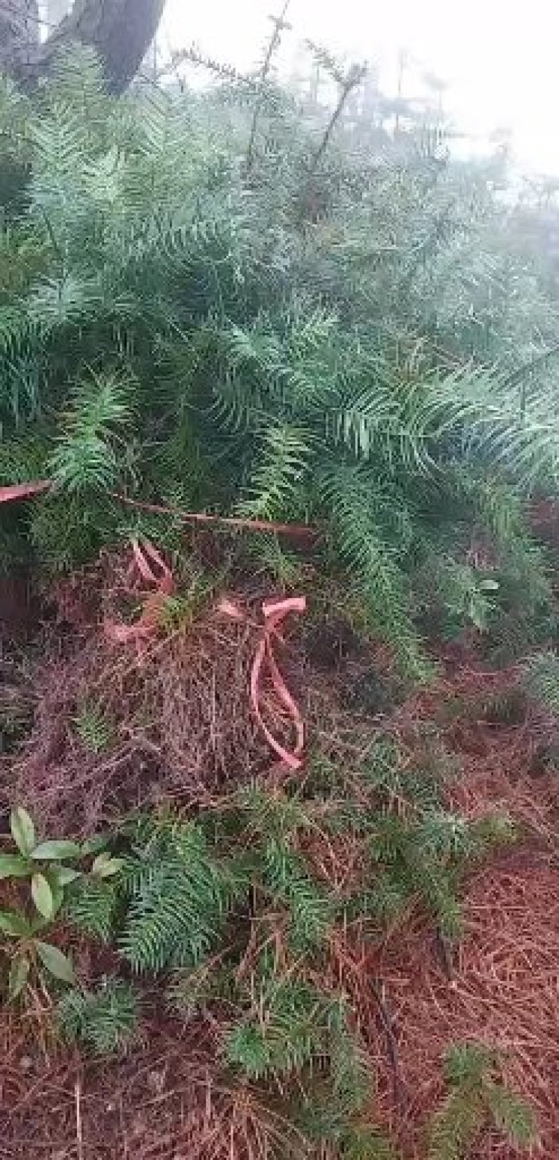 自家苗圃杉木小苗，常年供应