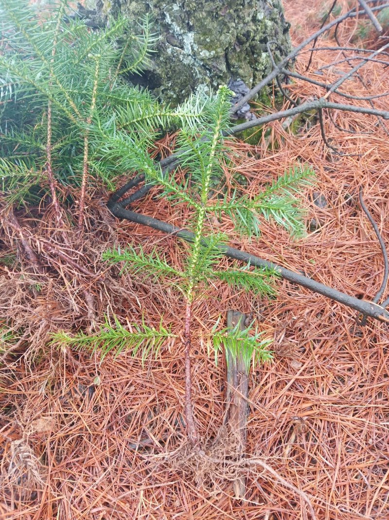 自家苗圃杉木小苗，常年供应