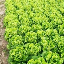 生菜鸡毛菜杭白菜
