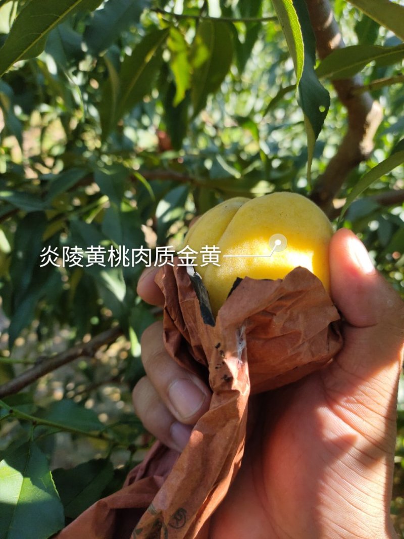 炎陵黄桃2年苗黄桃苗早中晚熟分枝多隔年可挂果