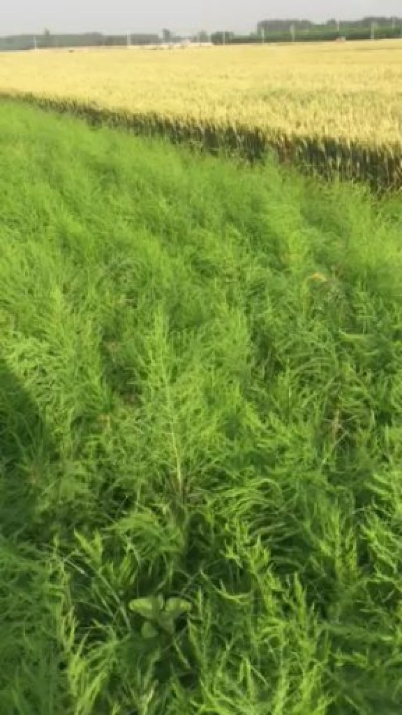 芦笋苗大量现货开始发货了