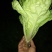 菜心，介兰，杭白菜，上海青