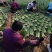 精品小葱，高度35厘米左右，万亩小葱基地直供