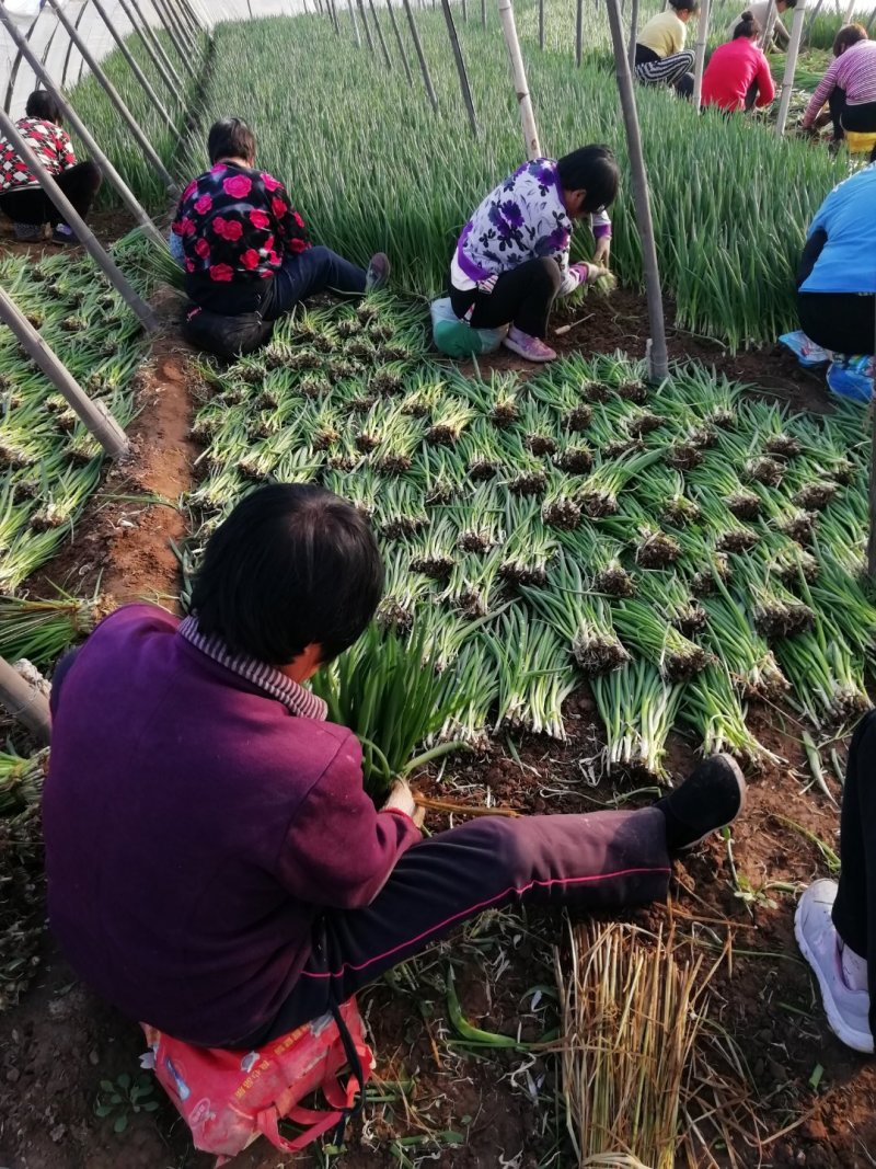 精品小葱，高度35厘米左右，万亩小葱基地直供