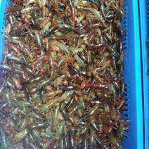 广西桂林、塘口小龙虾苗供应商、大量供应虾苗、