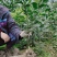 红美人爱媛28号，甘平纽荷尔