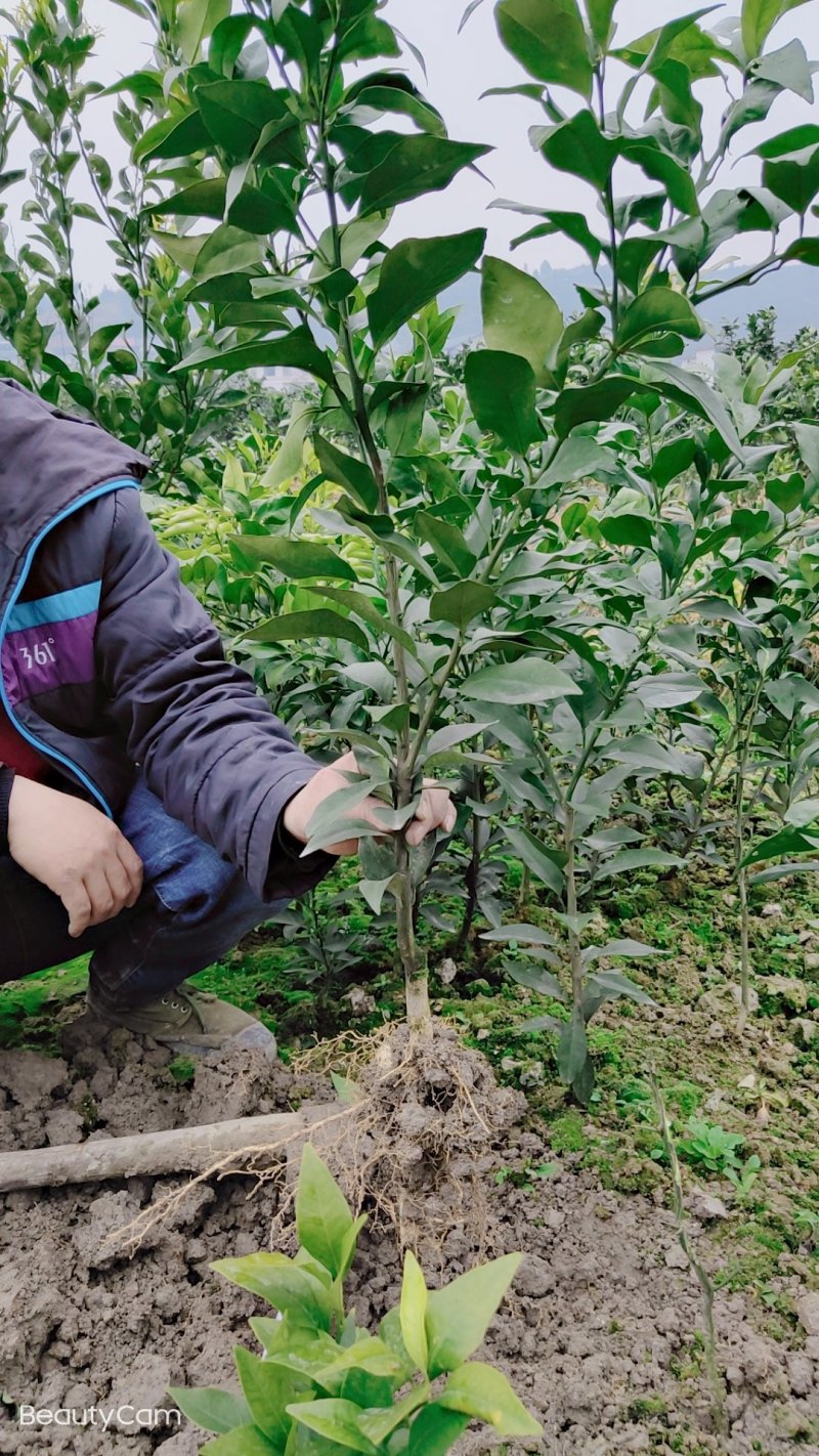 红美人爱媛28号，甘平纽荷尔