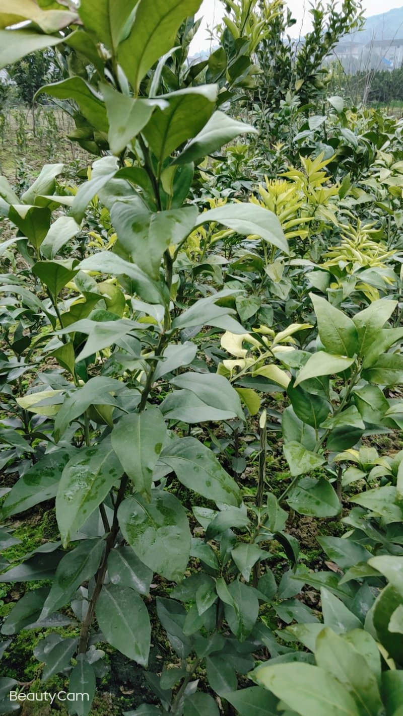 红美人爱媛28号，甘平纽荷尔